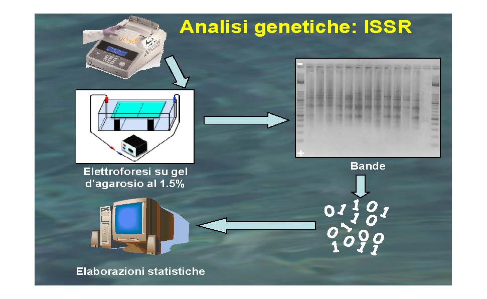 Clicca per ingrandire l'immagine