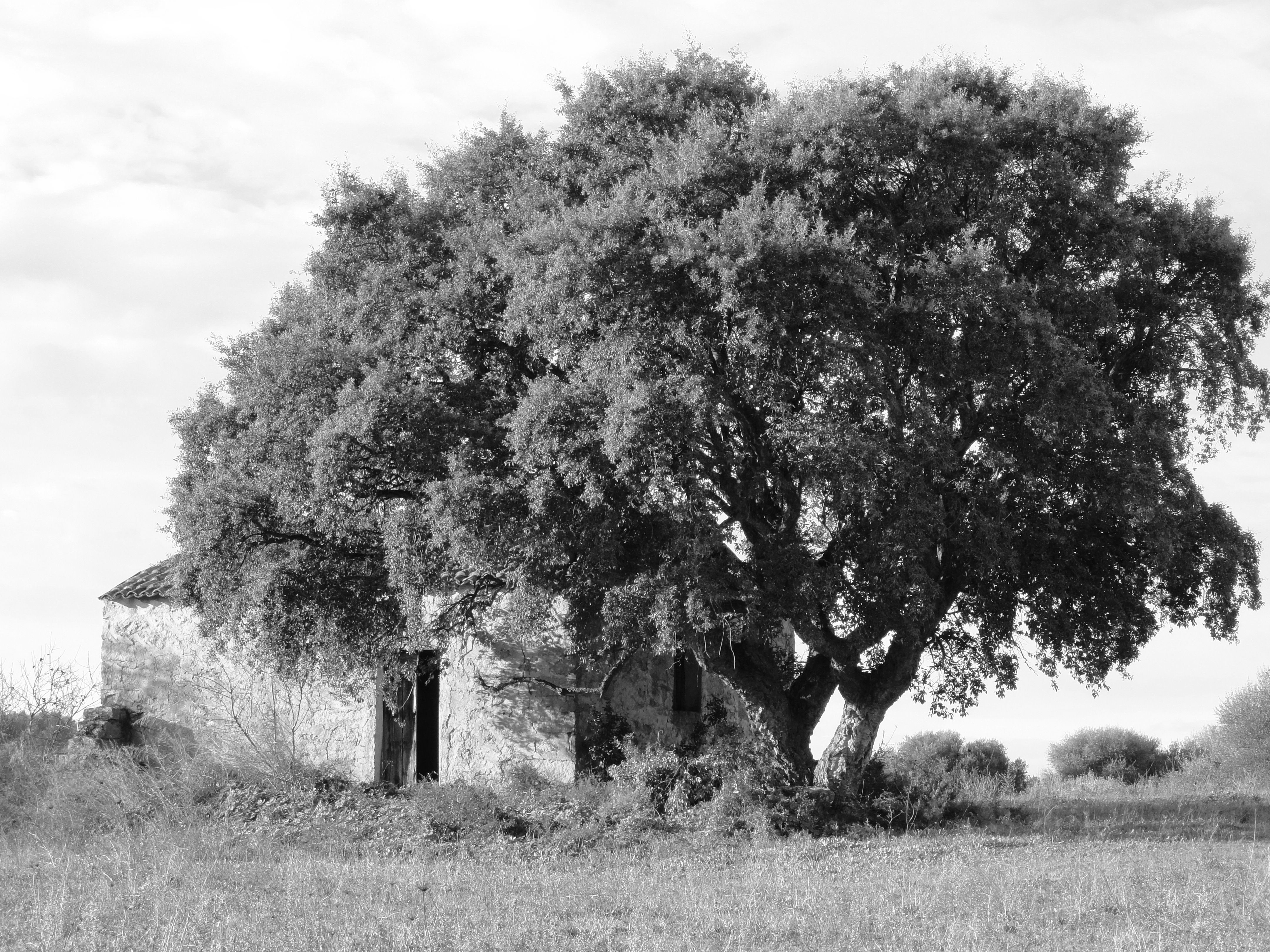 Clicca per ingrandire l'immagine