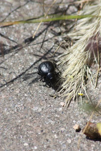 Copia di Insectomania al Padrongianus - foto